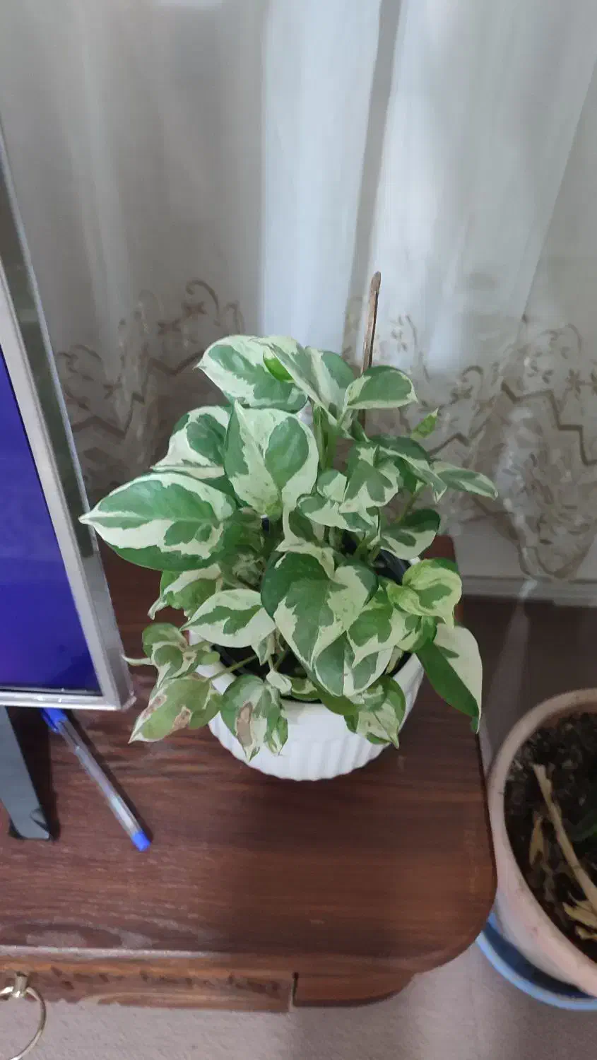 گل طبیعی ایوان|گل و گیاه طبیعی|ایوان, |دیوار