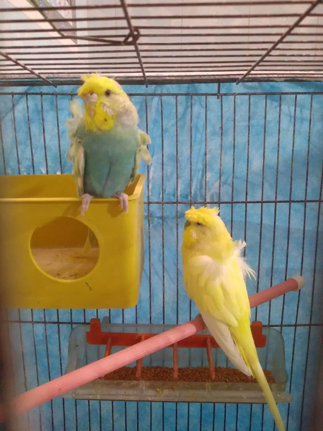 مرغ عشق پروانه ای|پرنده|نیمروز, |دیوار