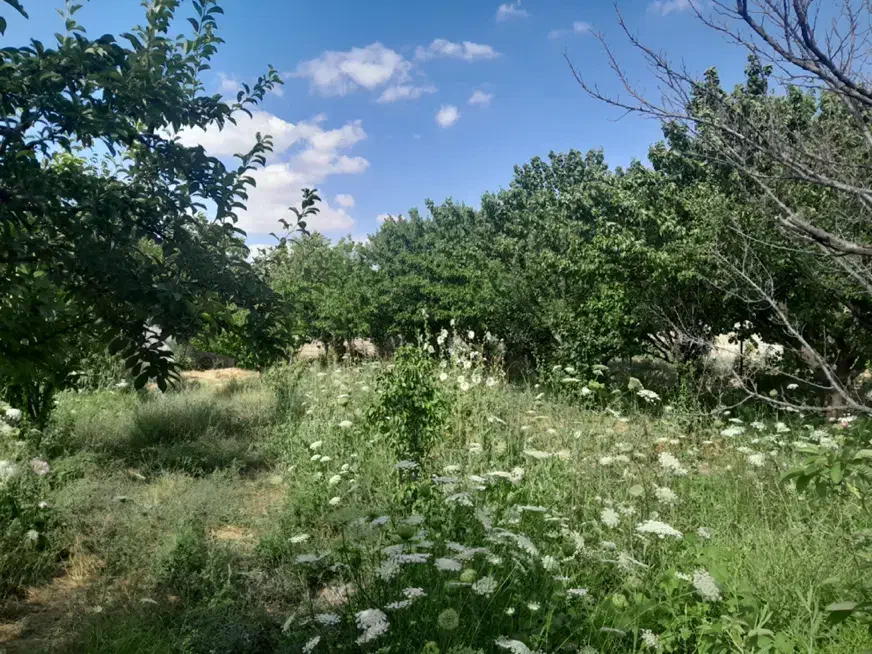 باغ|فروش زمین و ملک کلنگی|گرمخان, |دیوار