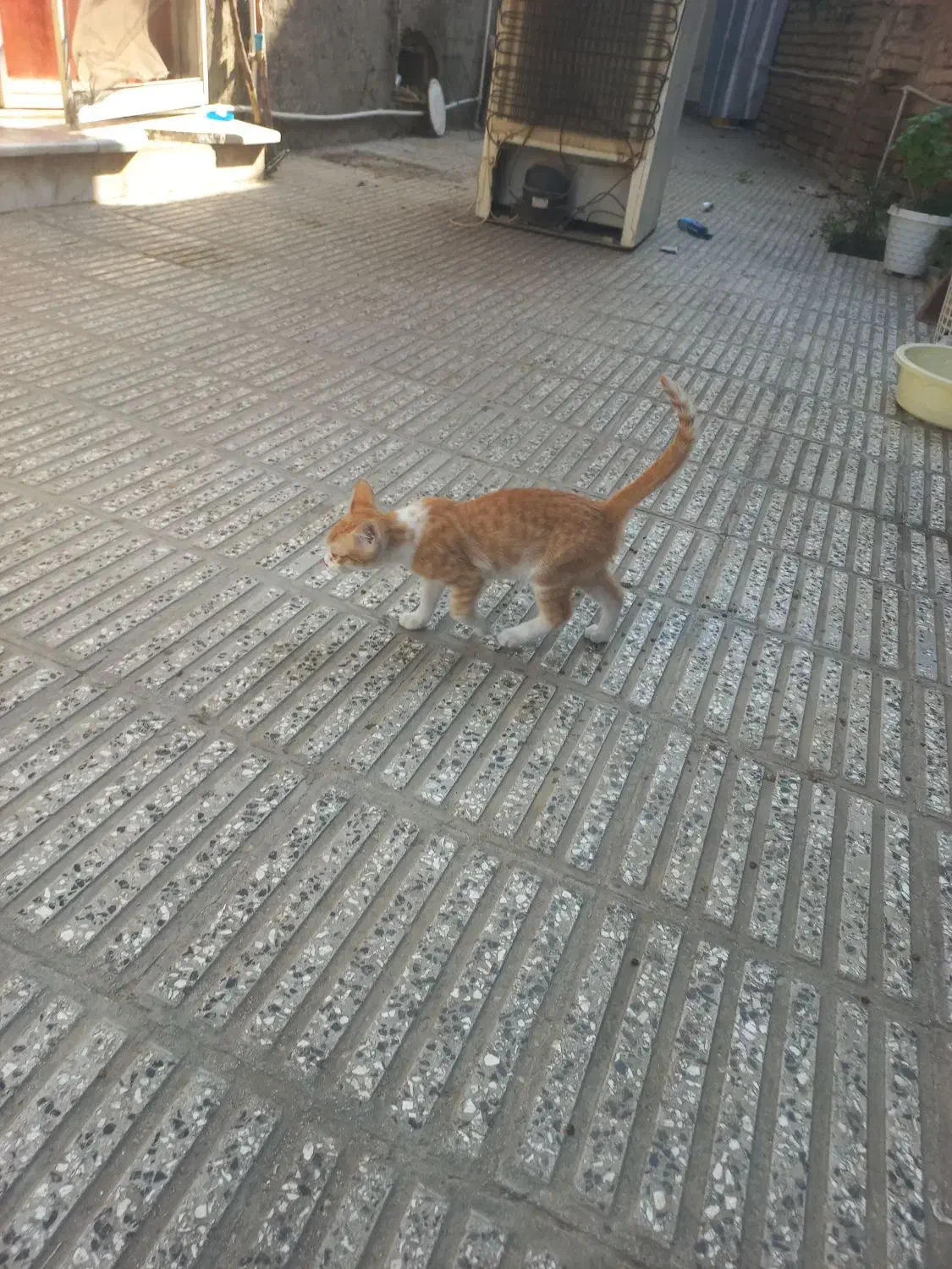 بچه گربه|گربه|آزادشهر, |دیوار