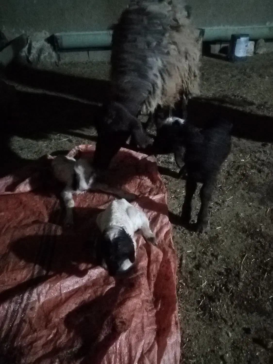 شیشک همو و هترو زیگوت آبستن|حیوانات مزرعه|ایلام, |دیوار