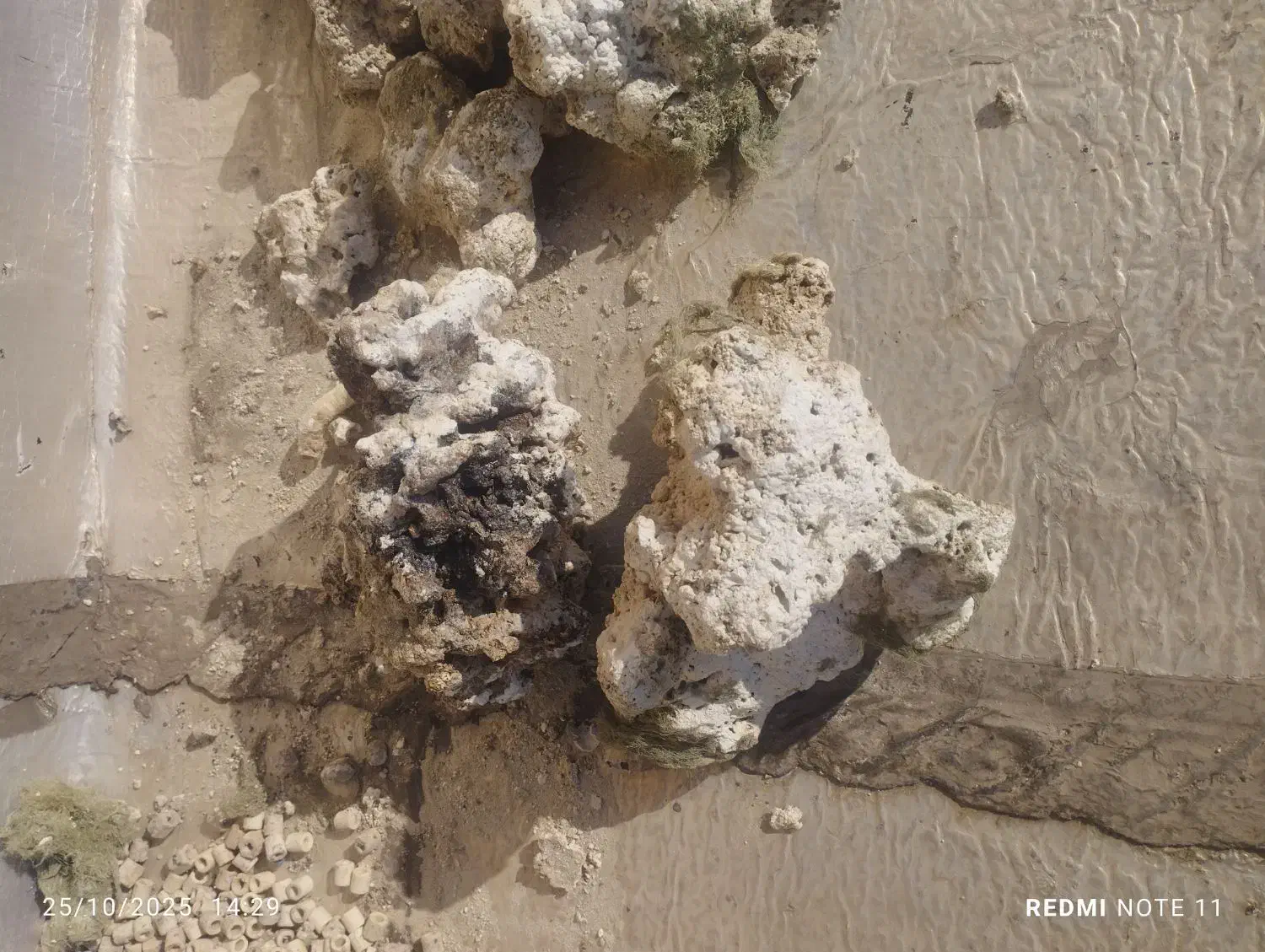 لوازم آکواریوم ماهی|ماهی|تهران, ایرانشهر|دیوار