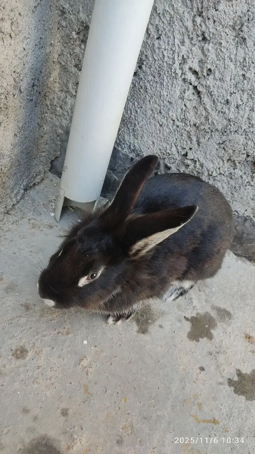 خرگوش ماده سیاه|موش و خرگوش|قوچان, |دیوار