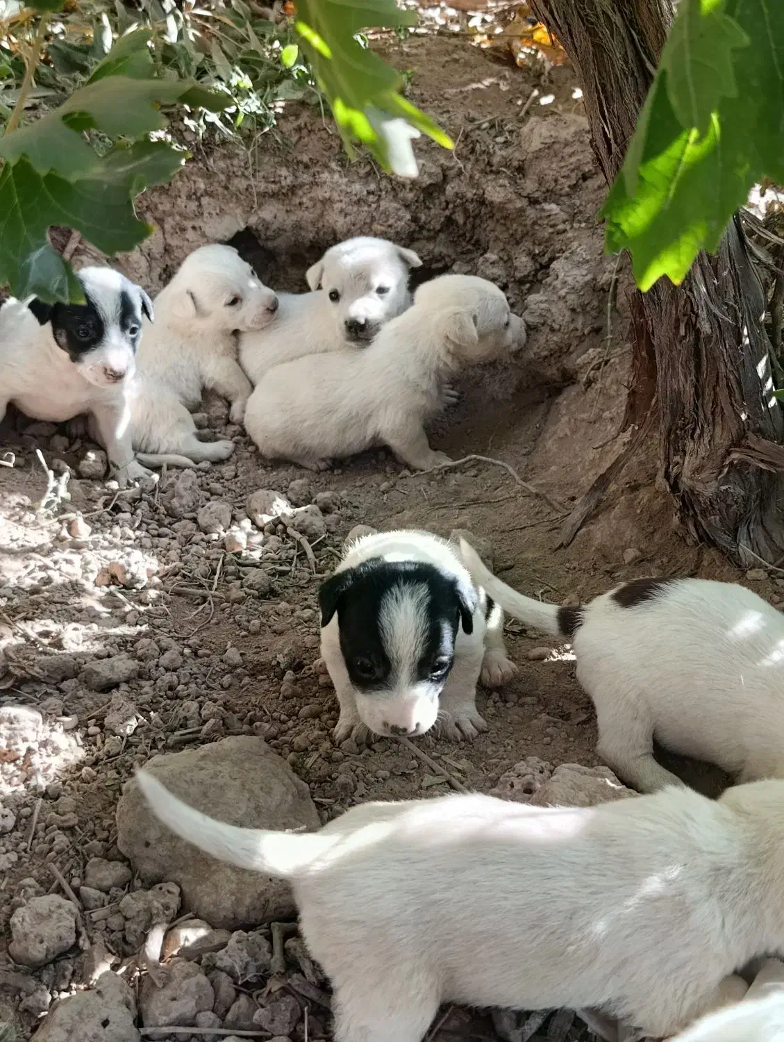 کوته سگ خارجی|سگ|گرمسار, |دیوار