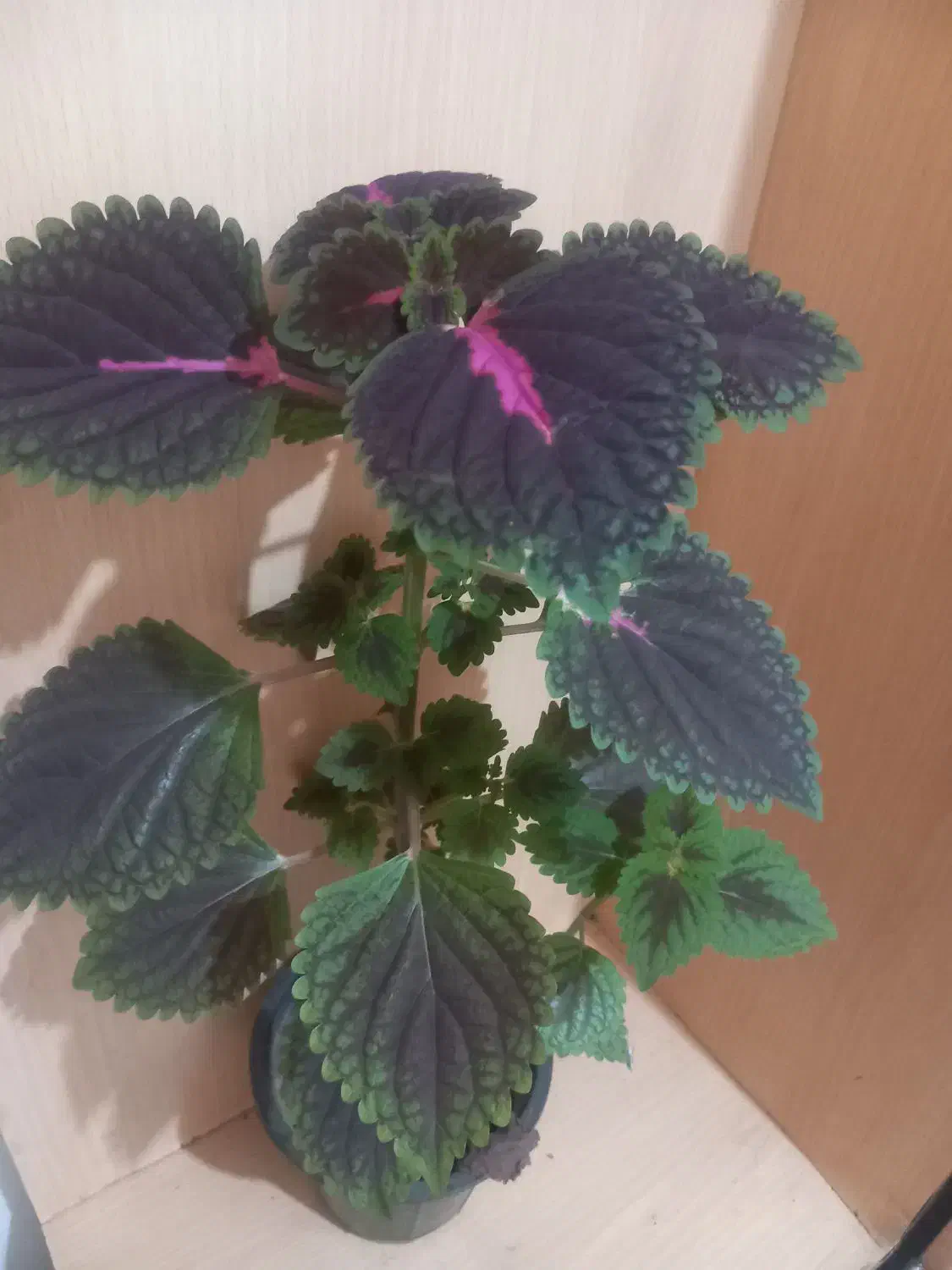 گل.|گل و گیاه طبیعی|اهواز, اهواز|دیوار