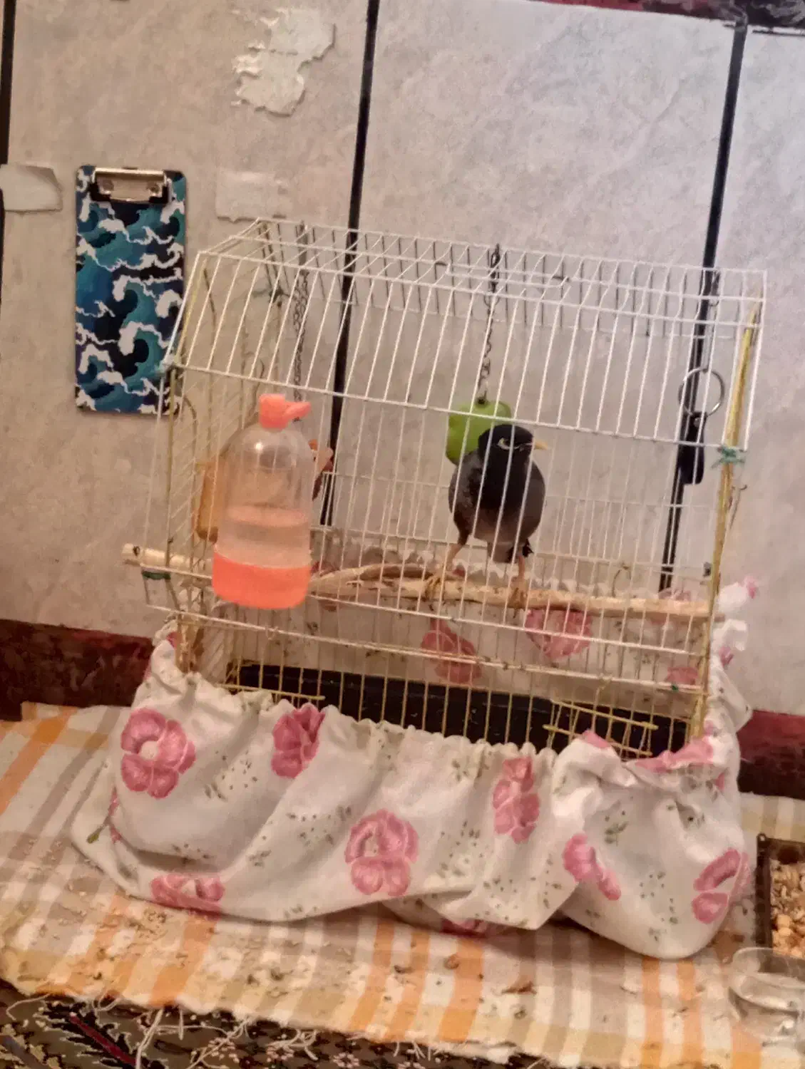 مرغ مینا|پرنده|کازرون, |دیوار