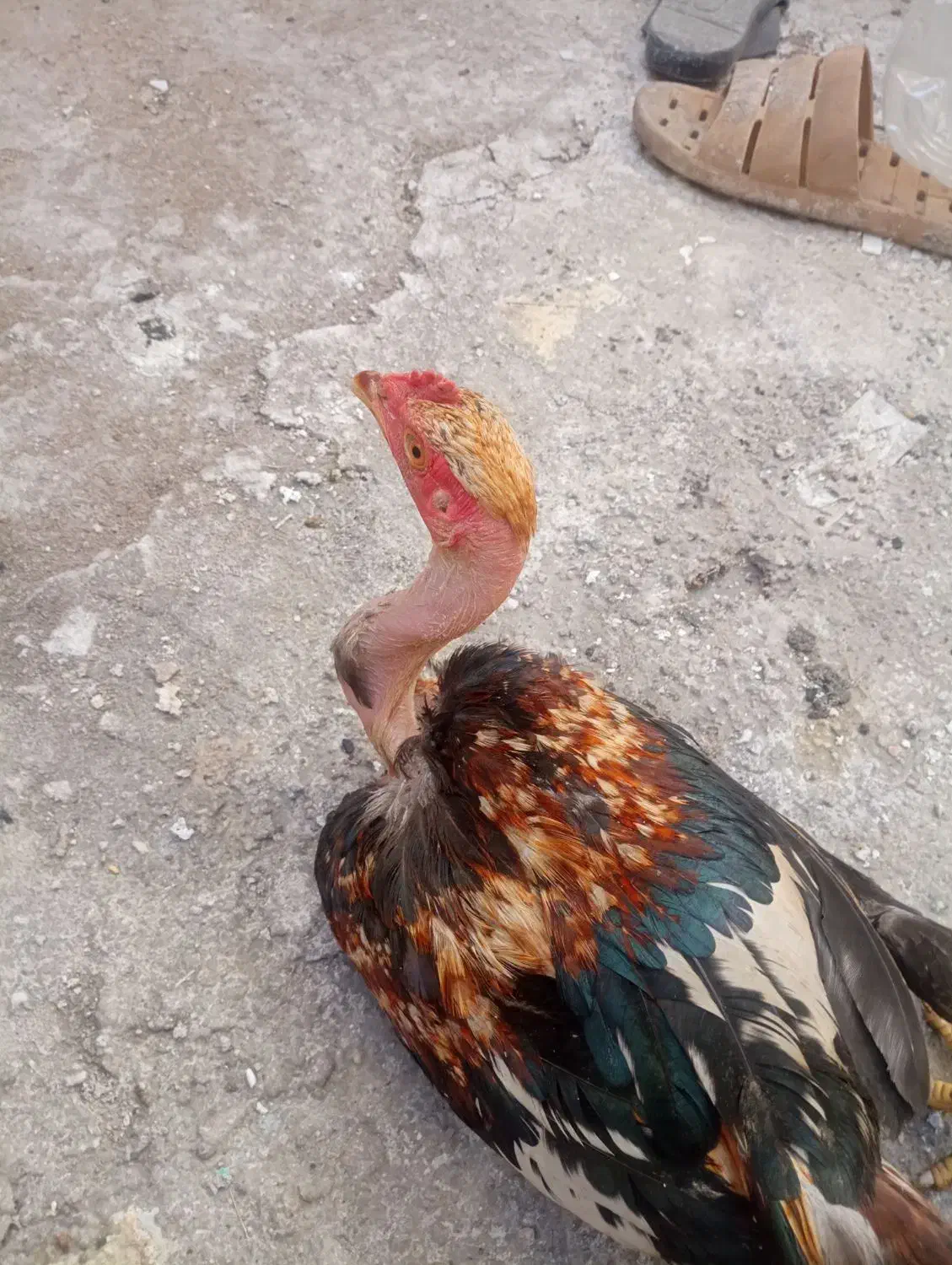 جوجه خونگی لاری|حیوانات مزرعه|زاهدان, |دیوار