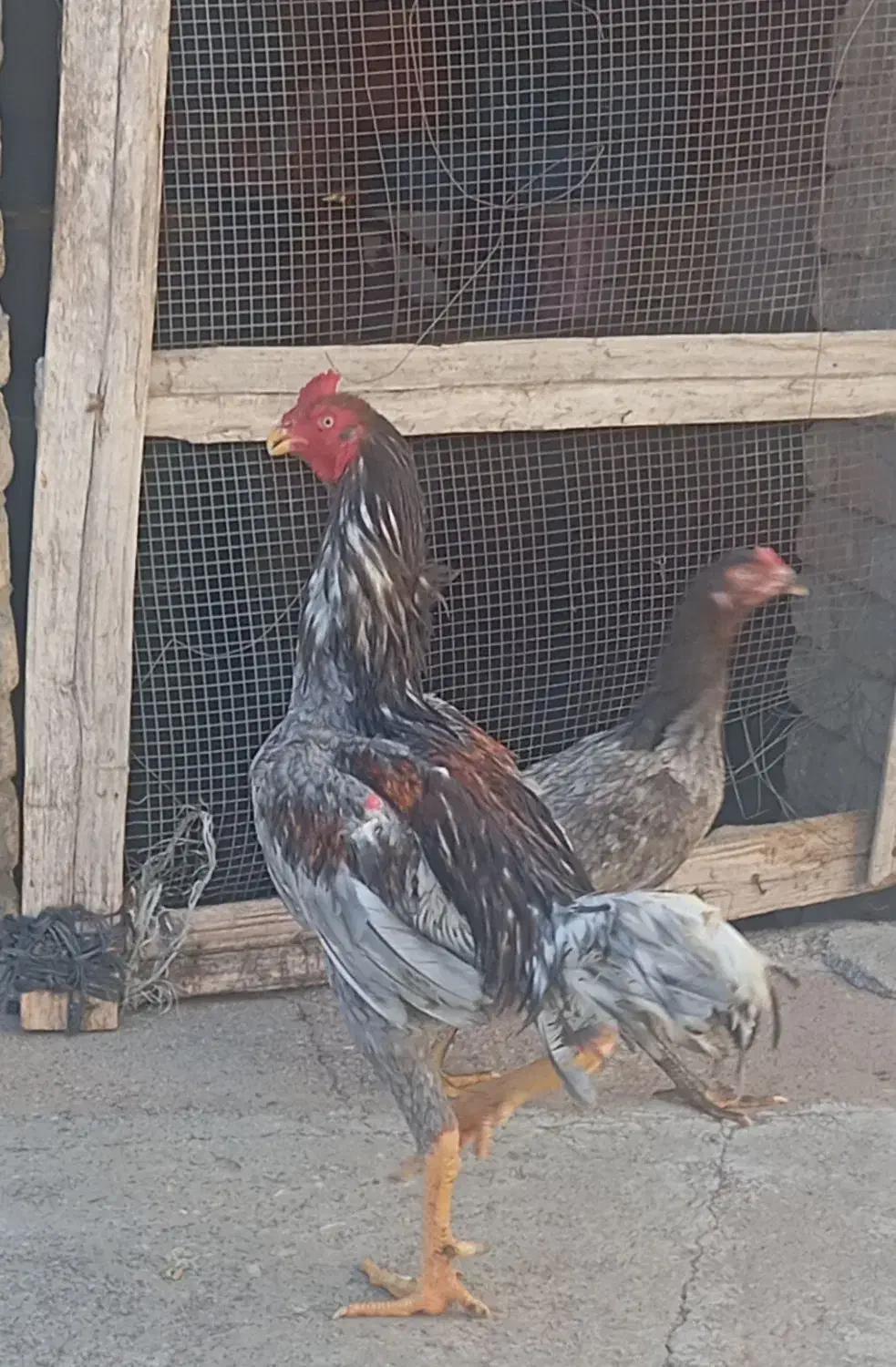 خروس لاری|حیوانات مزرعه|صحنه, |دیوار