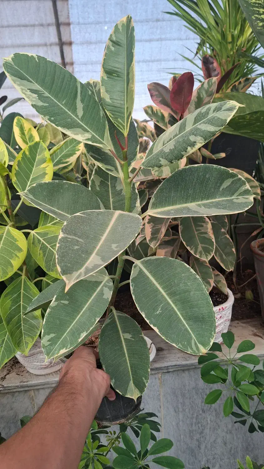 انواع گیاهان با پایین ترین قیمت قم هدیه روز مادر|گل و گیاه طبیعی|قنوات, |دیوار