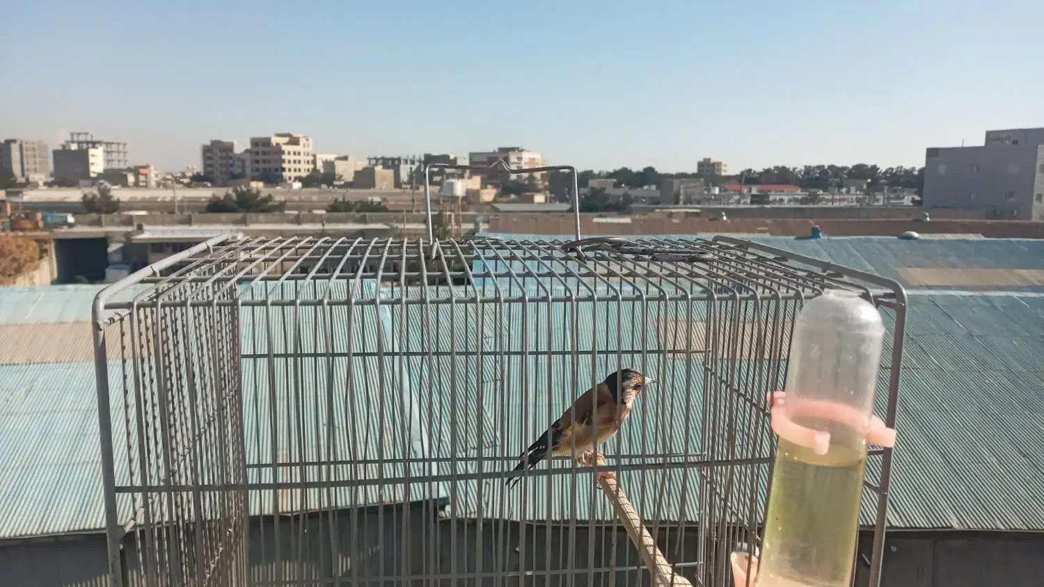 سهره|پرنده|کهریزک, |دیوار