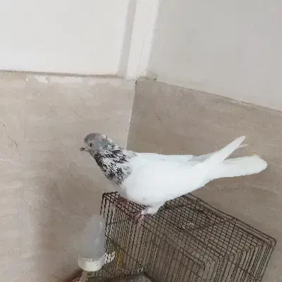 کفتر کله دار غریبگیری|پرنده|قدس, شهرک دانش|دیوار