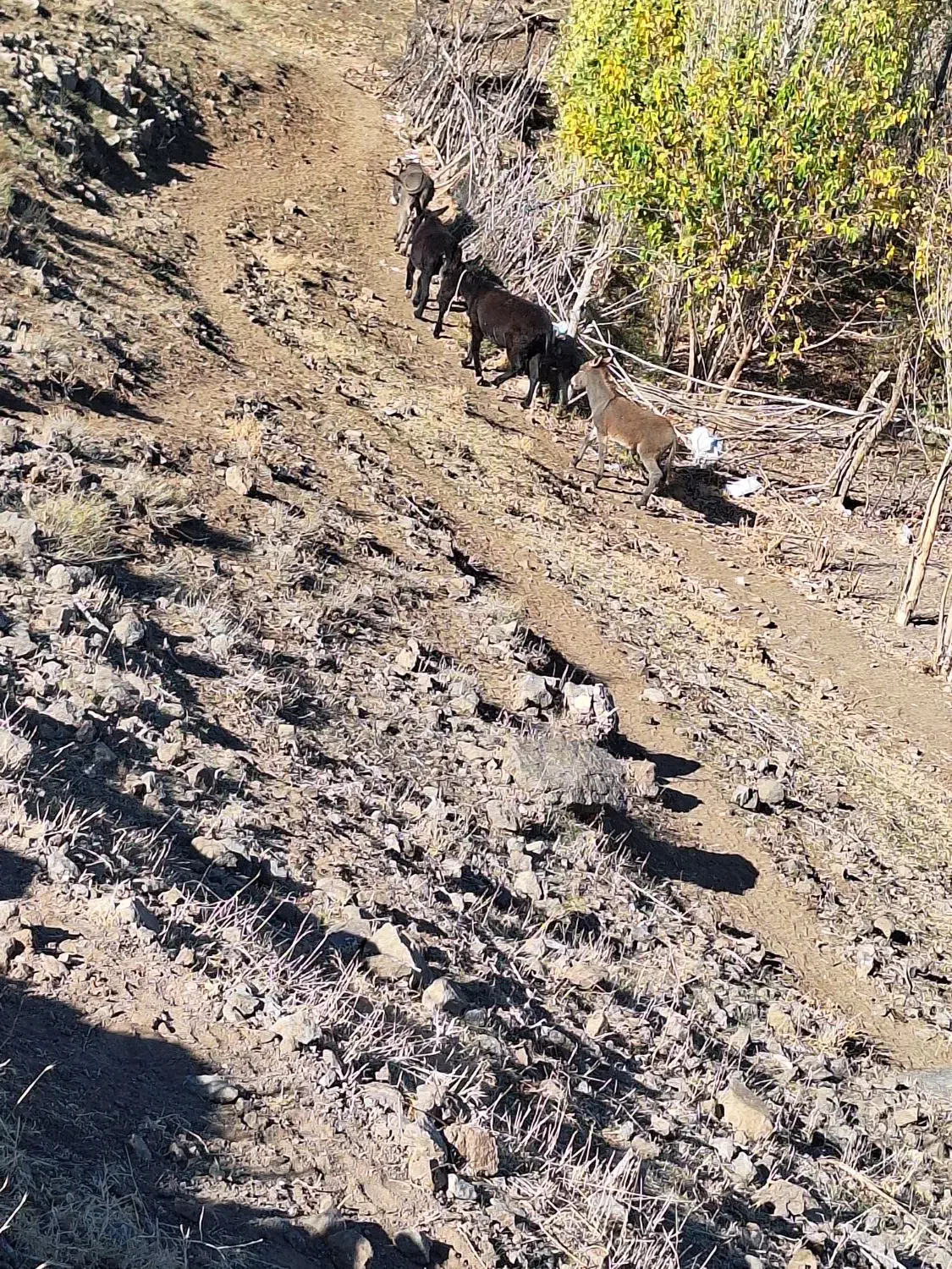 ۴ ارس خر ب فروش میرسد|حیوانات مزرعه|مشگین شهر, |دیوار