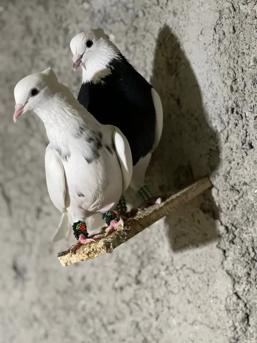 کبوترطوقی|پرنده|چابهار, |دیوار