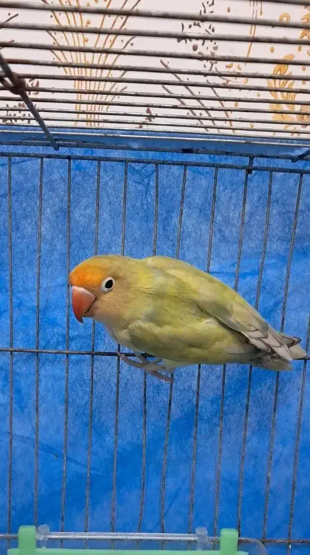 طوطی برزیلی نر|پرنده|رشت, شهرک صبا|دیوار