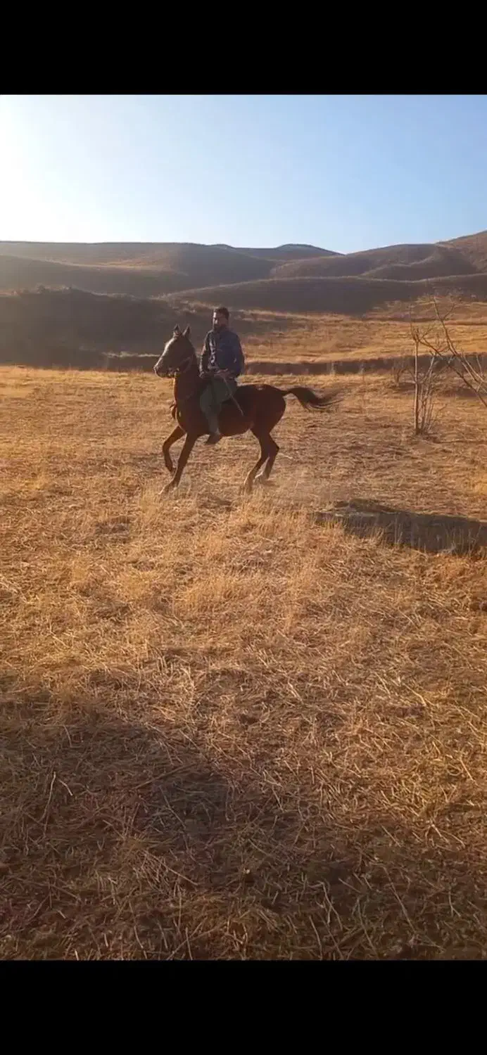 اسب نریان کرد|اسب و تجهیزات اسبسواری|ایجرود, |دیوار