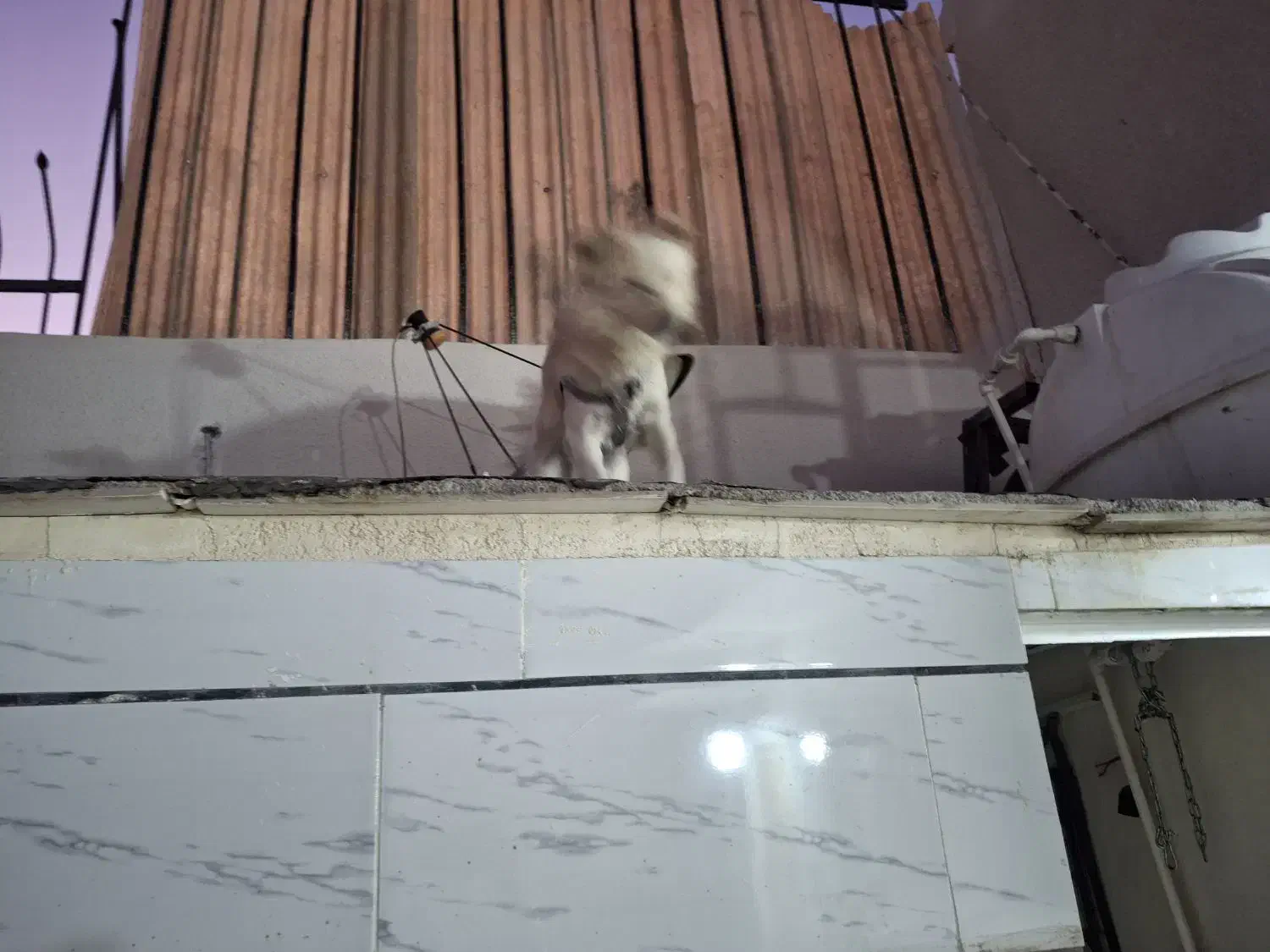 سگ پاکوتاه|سگ|بوئین زهرا, |دیوار