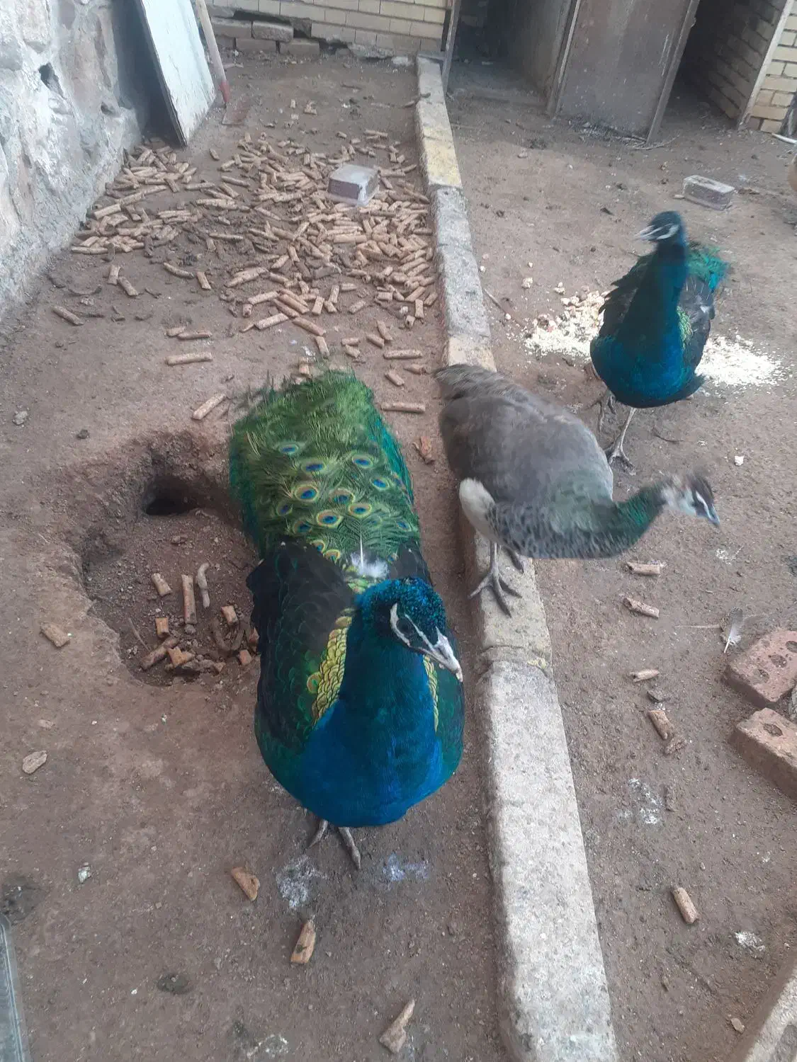 فروش پرنده طاووس|پرنده|باسمنج, |دیوار