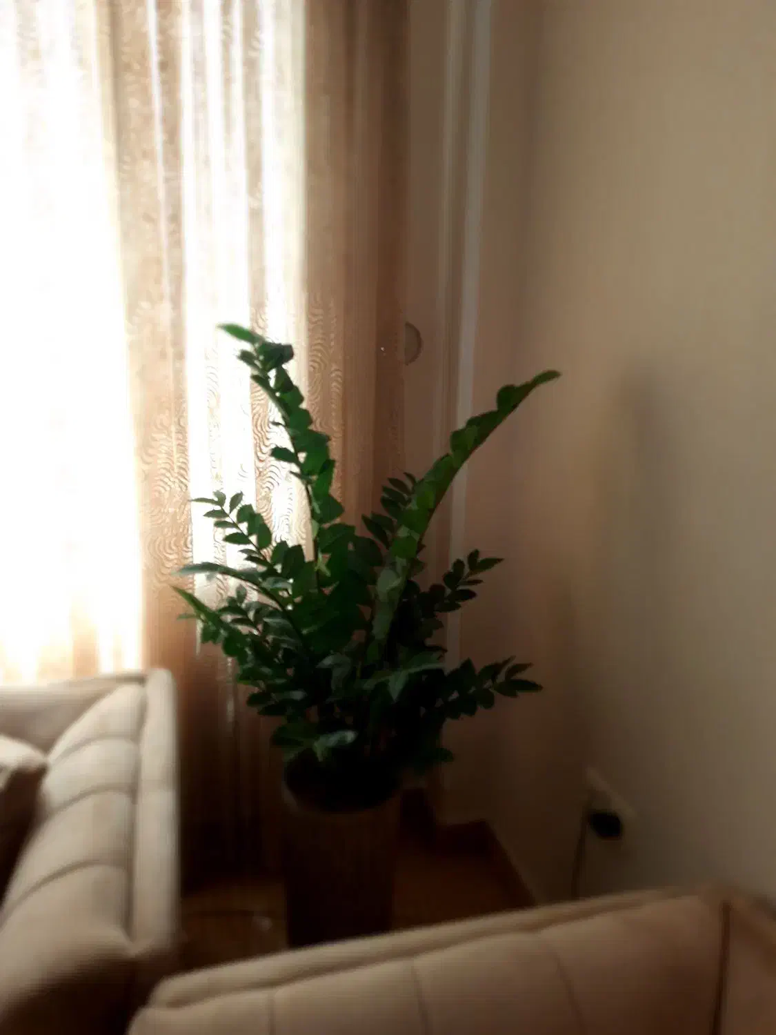 گل زاموفیلیا مصنوعی وارداتی|گل مصنوعی|ری, شهادت|دیوار