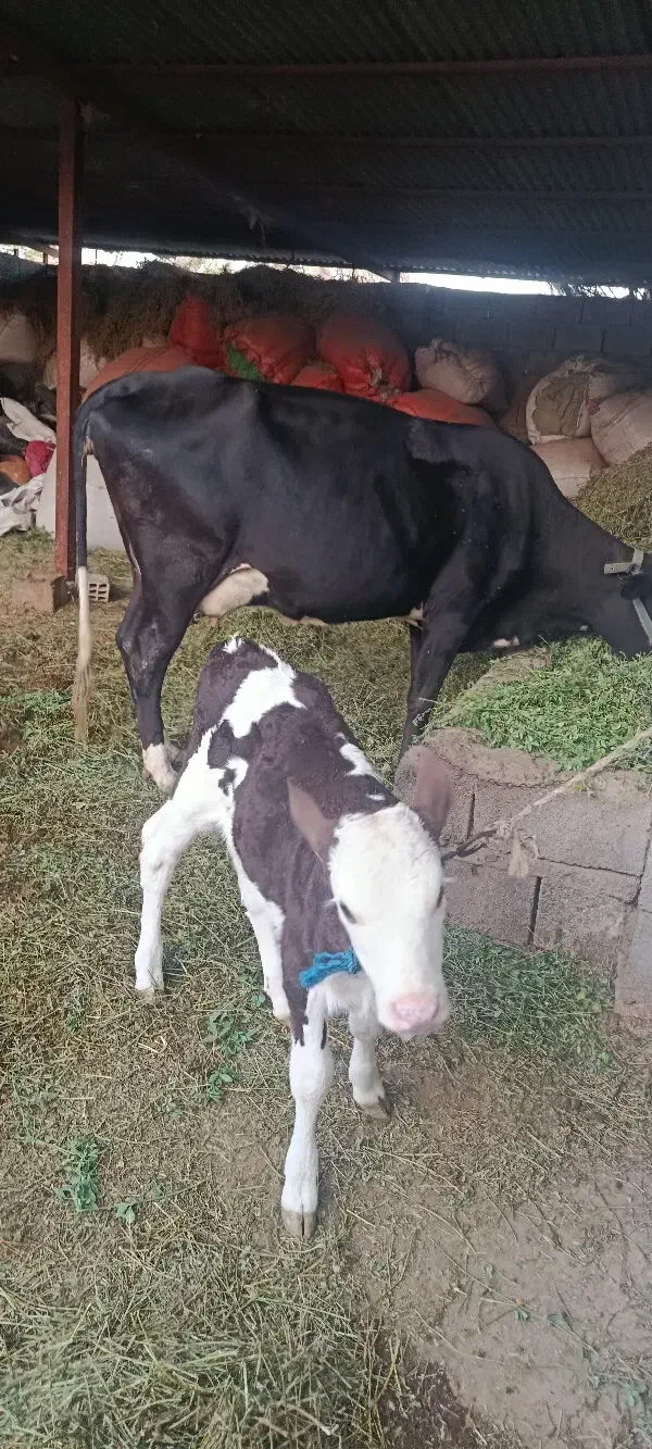 گاو|حیوانات مزرعه|جیرفت, |دیوار