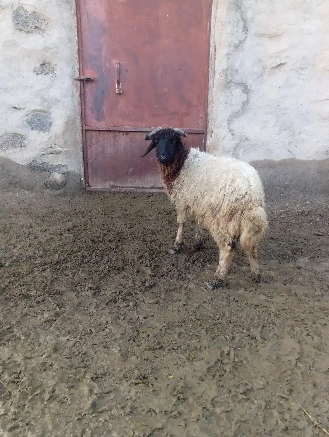 بره نر  گیج|حیوانات مزرعه|پلدشت, |دیوار