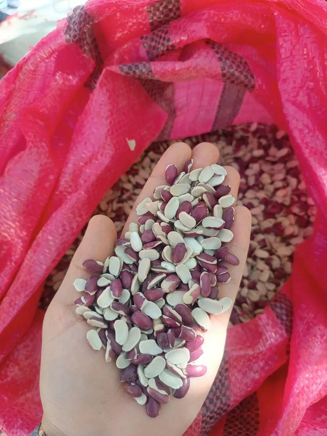 لپه لوبیا|خوردنی و آشامیدنی|گندمان, |دیوار
