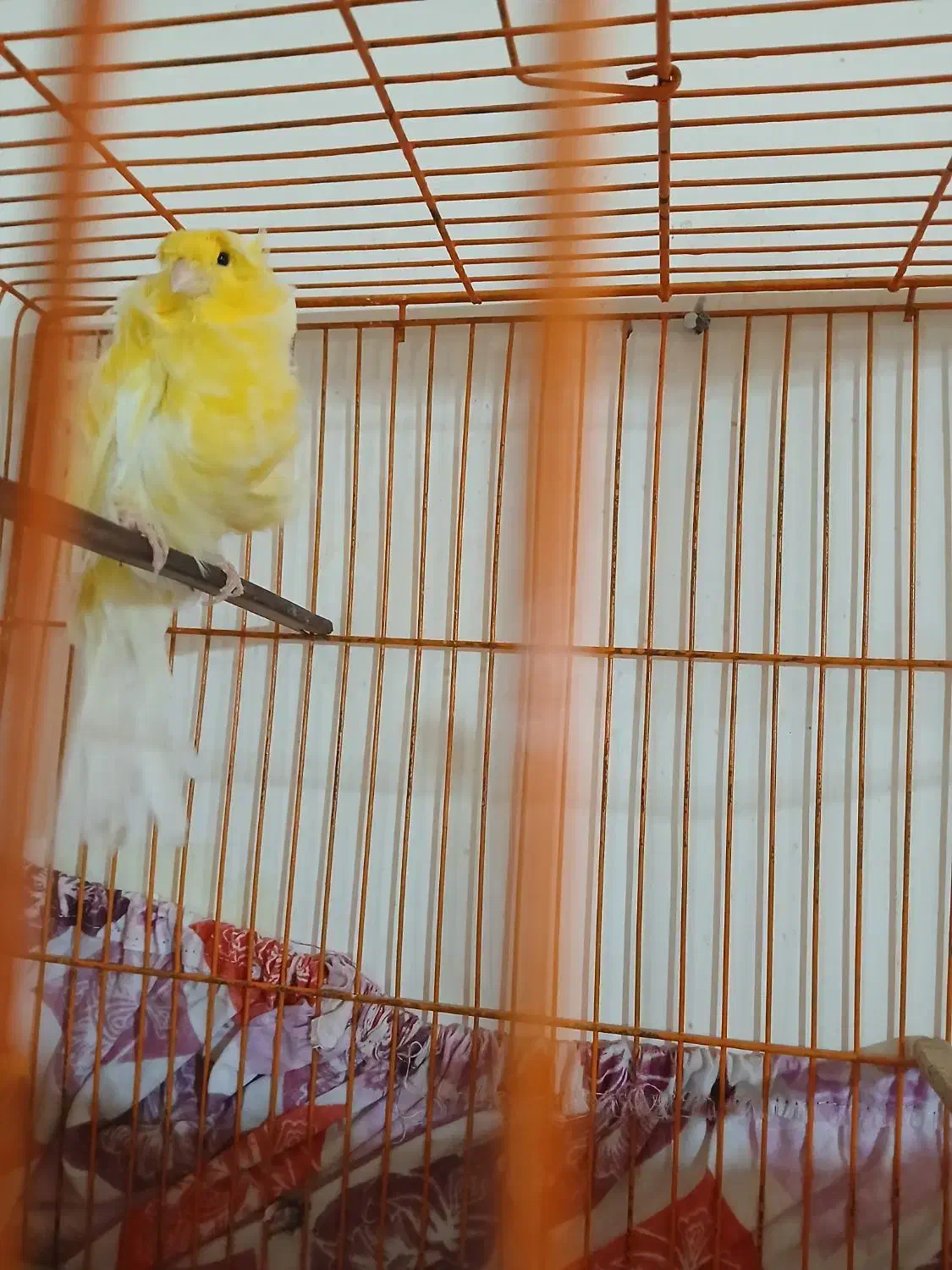 قناری نر فر آجی|پرنده|سمنان, |دیوار