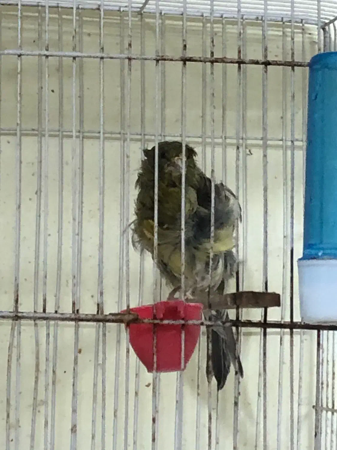 ماده آماده آماده و نر مست|پرنده|گرگان, |دیوار