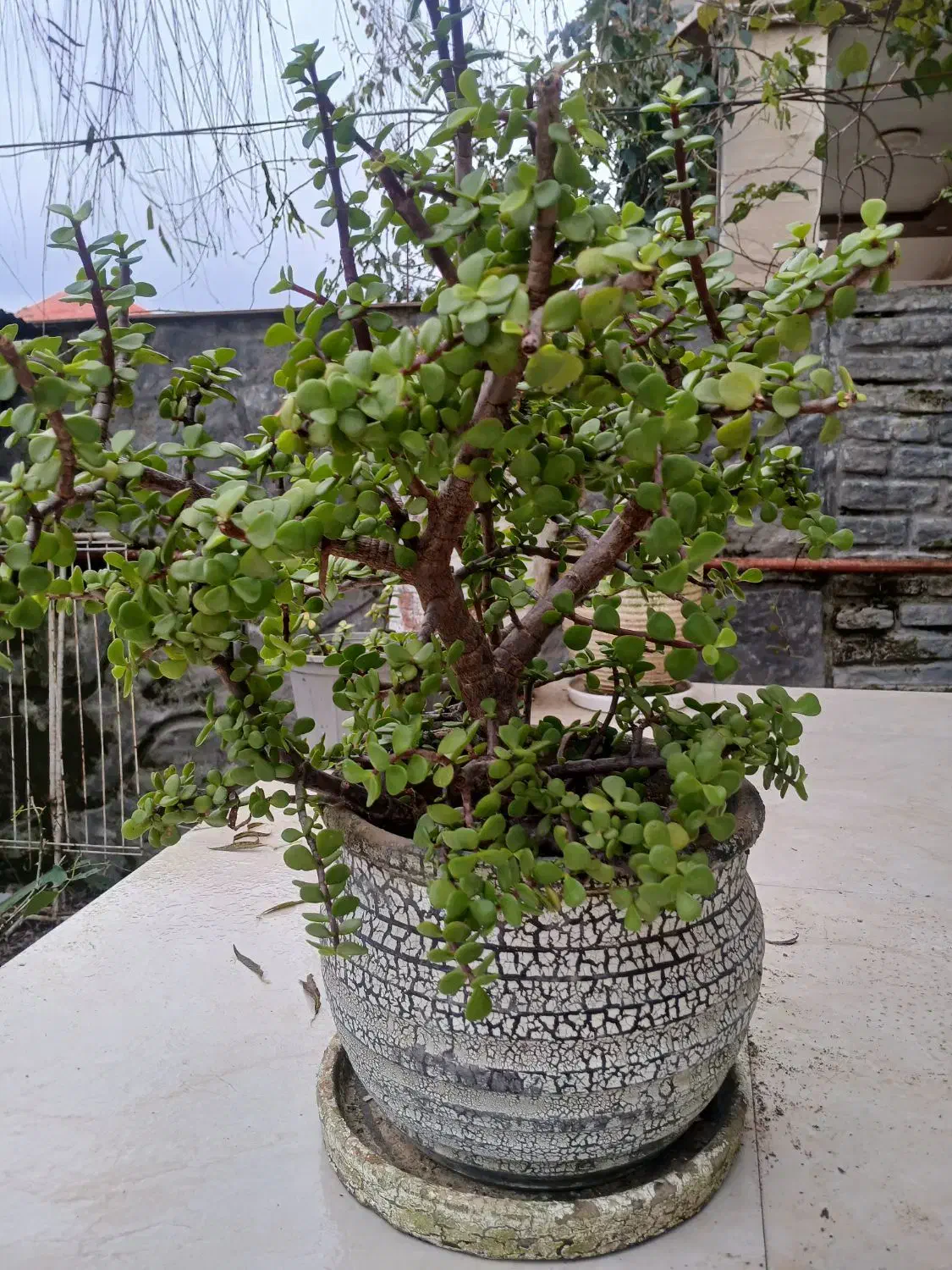 گل درختچه خرفه ۵ ساله|گل و گیاه طبیعی|اسالم, |دیوار