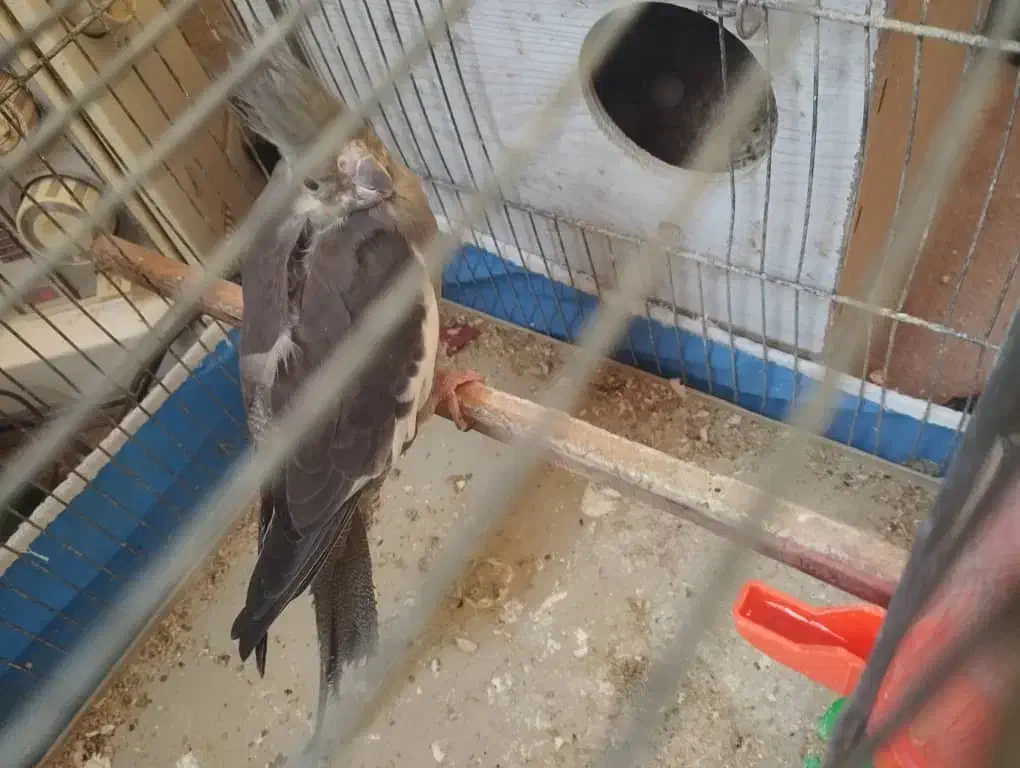 عروس علندی مولد|پرنده|مشگین شهر, |دیوار