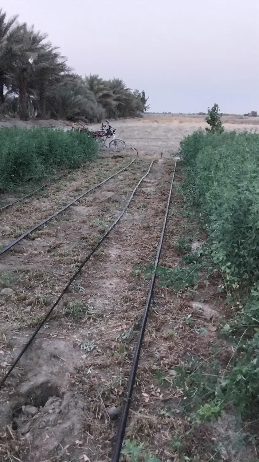 یونجه|خدمات باغبانی و درختکاری|کهنوج, |دیوار