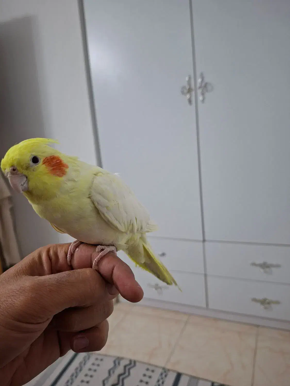 عروس هلندی نر و ماده لوتینو|پرنده|ساوه, |دیوار