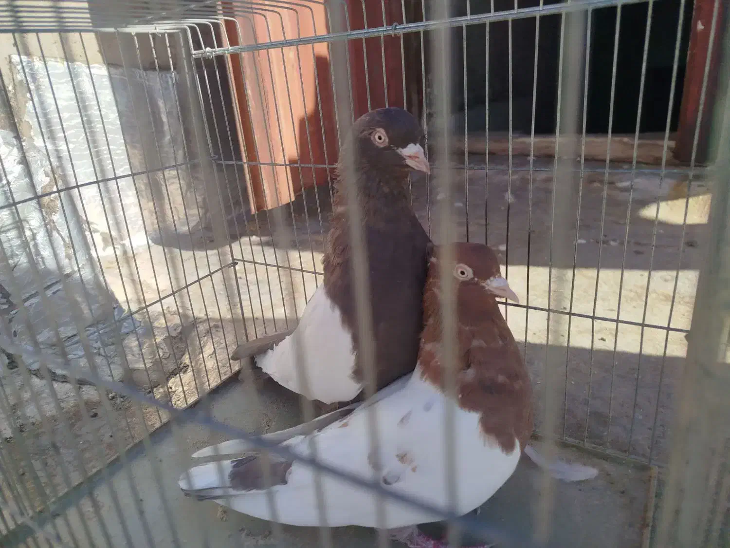 جفت سینه قهوای تخم جوجه ای ،|پرنده|کرمان, |دیوار