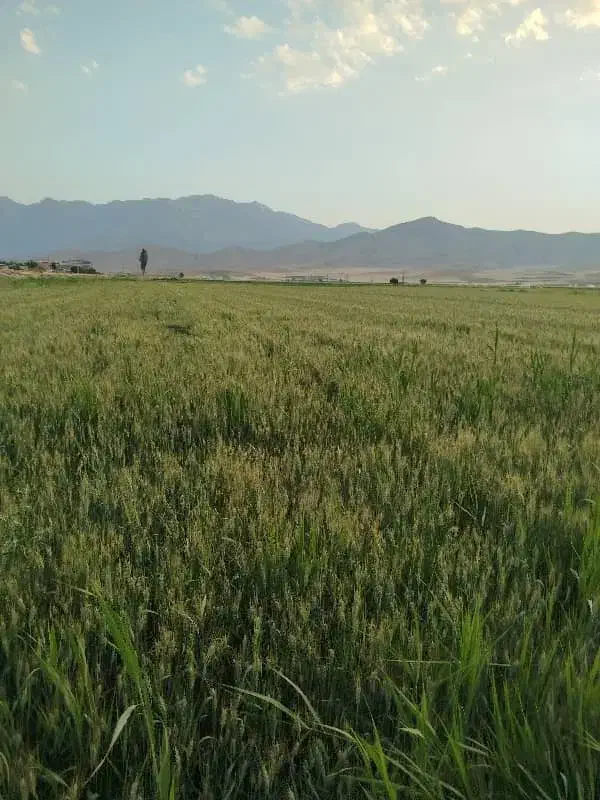 زمین کشاورزی|فروش دفتر صنعتی، کشاورزی، تجاری|ازنا, |دیوار