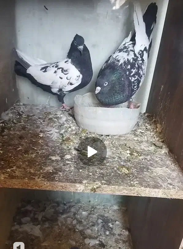 کفتر|پرنده|کرج, شهرک سهرابیه|دیوار