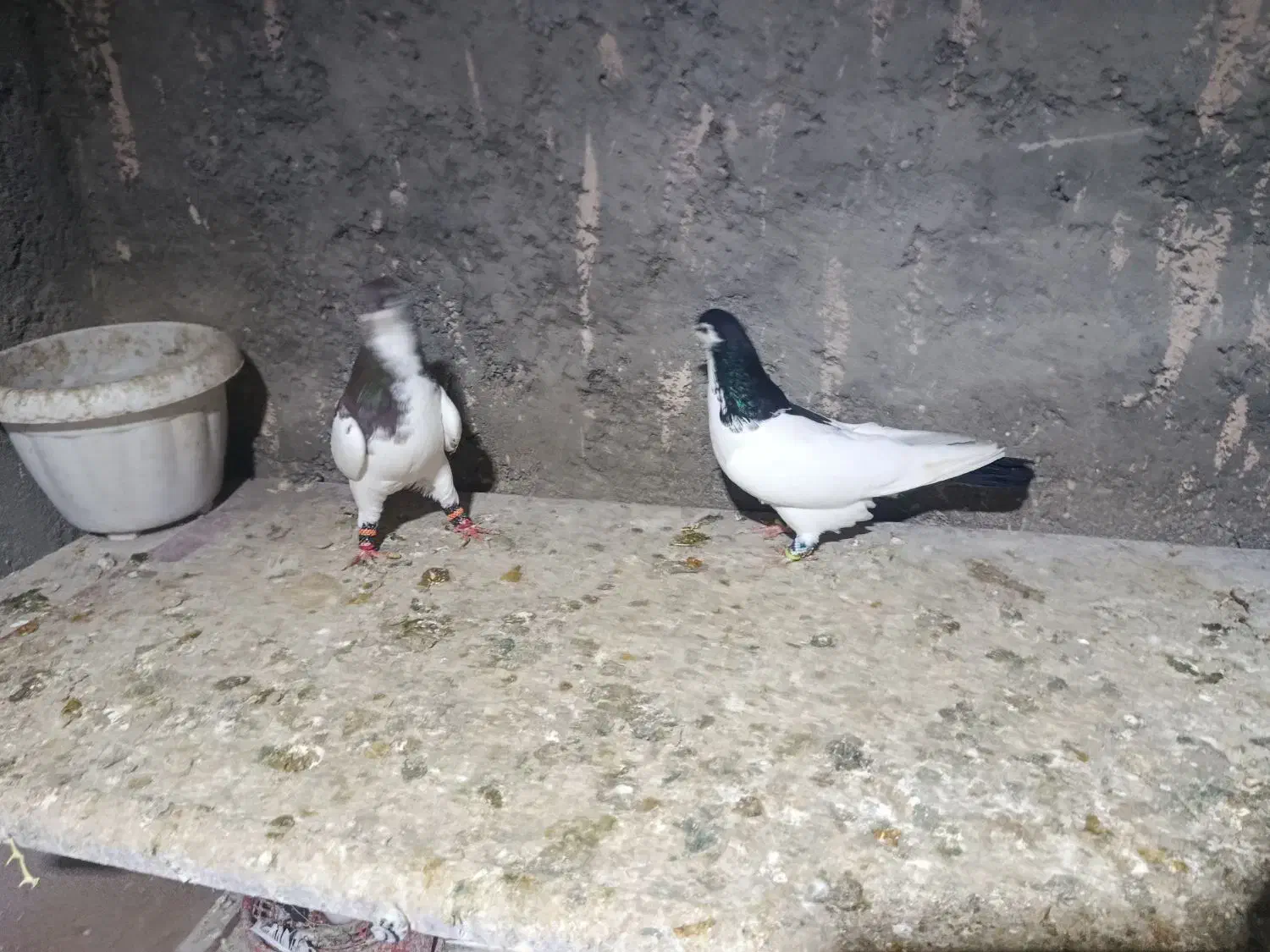 کفتر جفت گاه|پرنده|چناران, |دیوار