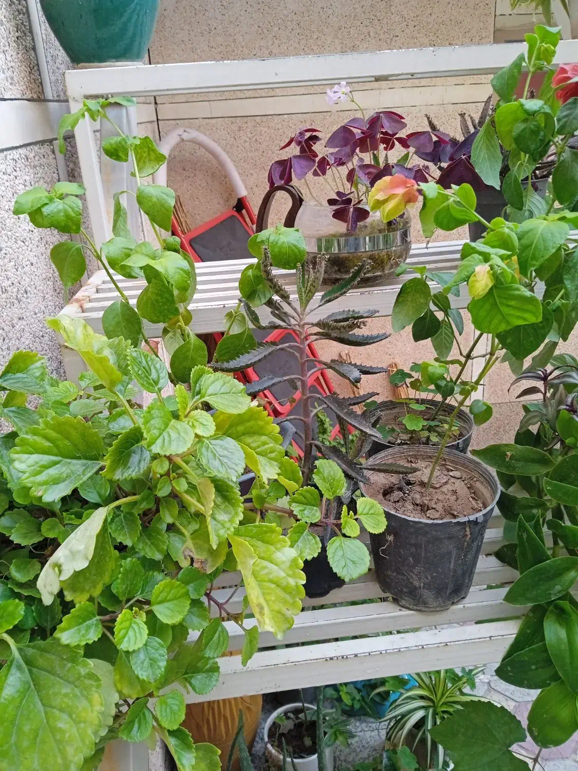 ۱۰ گلدان گل آپارتمانی رنگارنگ|گل و گیاه طبیعی|مراغه, |دیوار