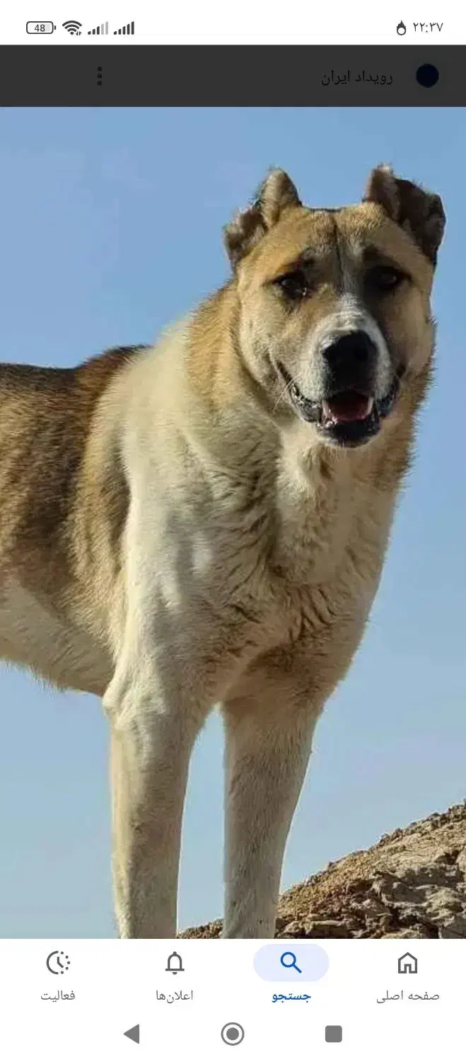 سگ گمشده|حیوانات|سبزوار, چهارراه فرودگاه|دیوار