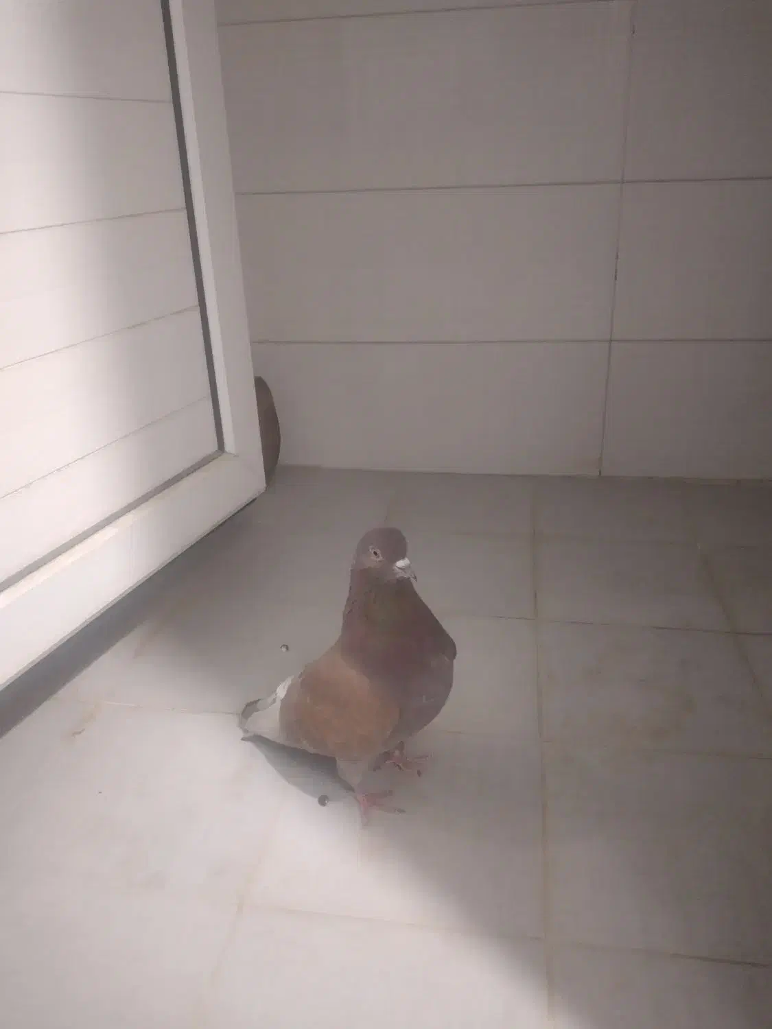 کبوتر|پرنده|خمینی‌شهر, |دیوار