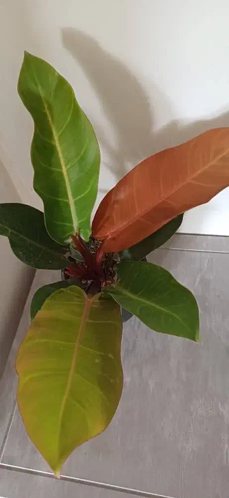 فروش انواع گل و کود های آپارتمانی|گل و گیاه طبیعی|خاش, |دیوار