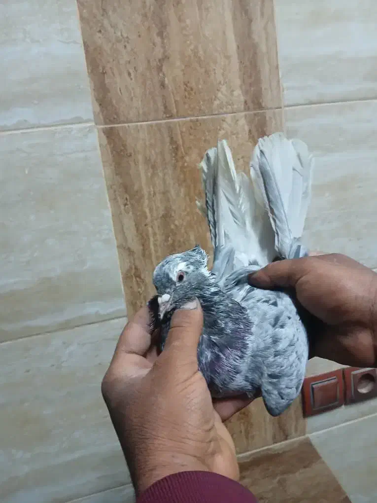 ماده سرور دم سفید|پرنده|بهبهان, |دیوار