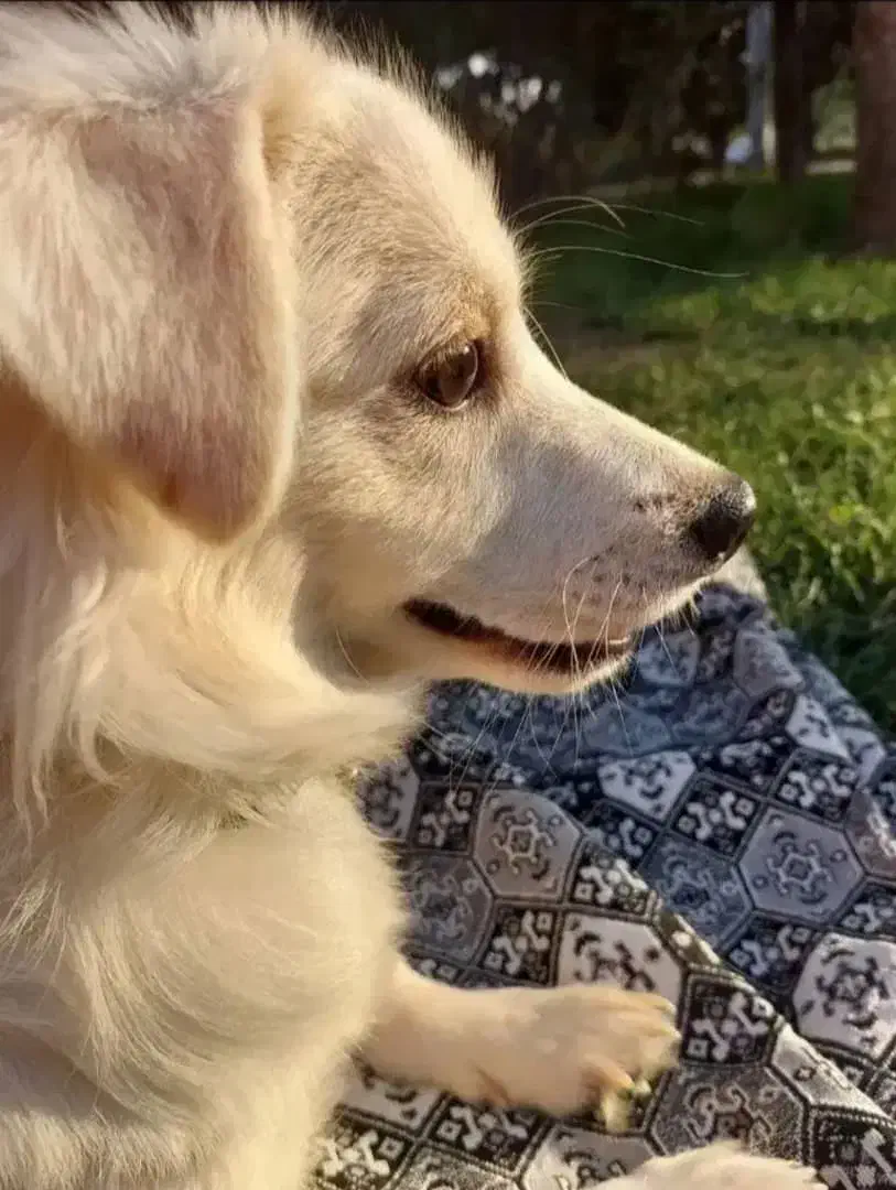 واگذاری سگ مهربون|سگ|قم, طلاب غیر ایرانی|دیوار