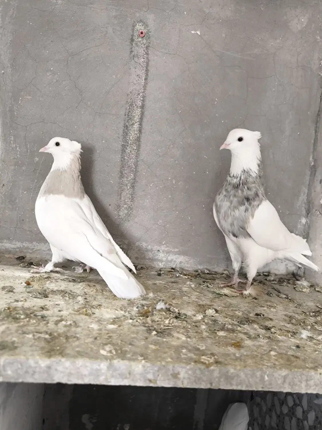 جفت نرماده طوقی|پرنده|شیراز, تندگویان|دیوار