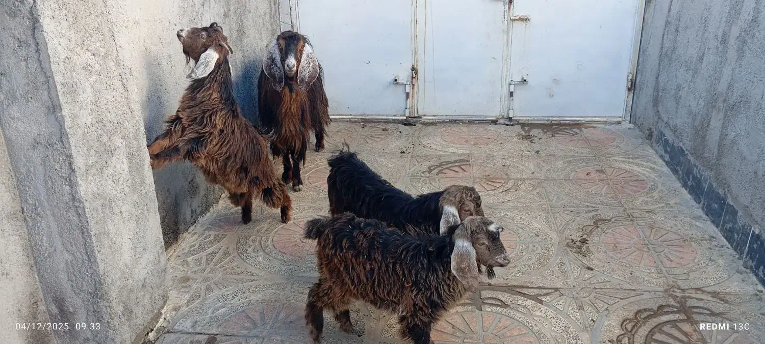 یک عدد بز و 3بزغاله ماده 3قلو زا|حیوانات مزرعه|روانسر, |دیوار