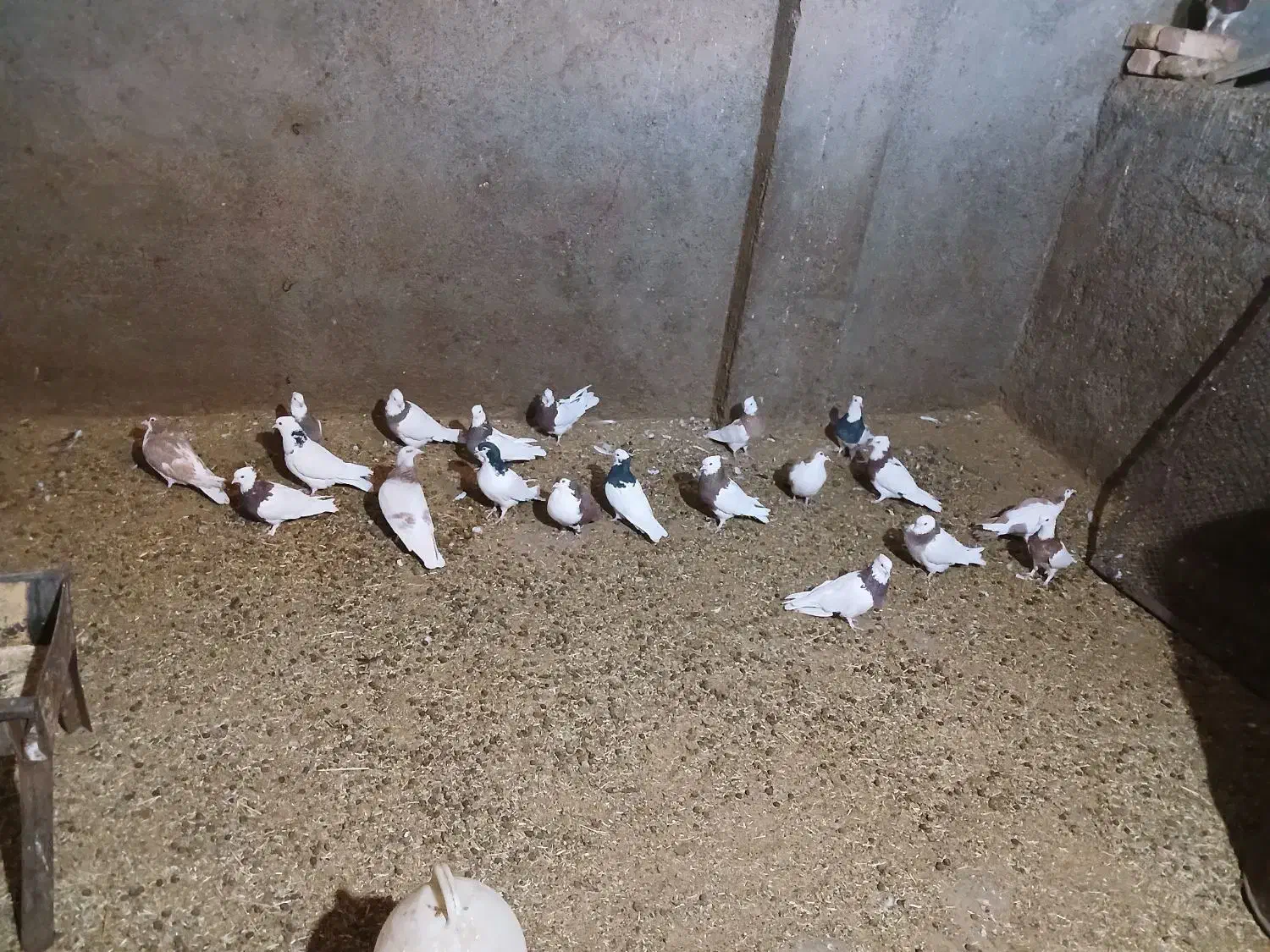 کبوتر رنگی|پرنده|عطاملک, |دیوار