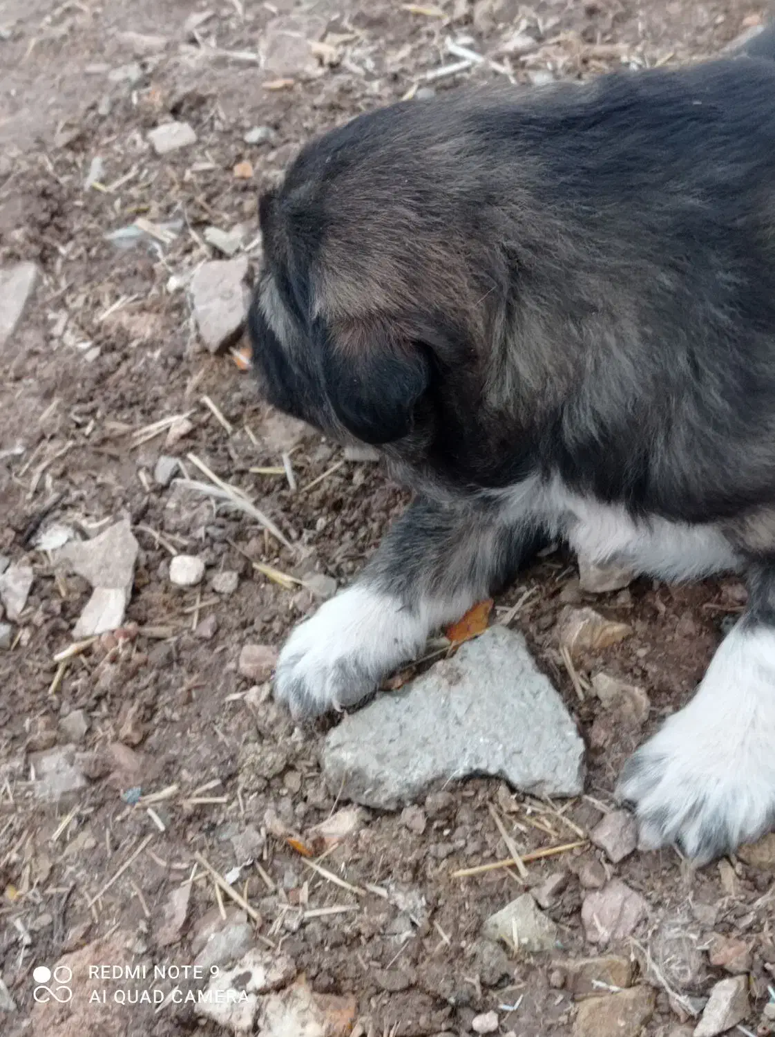 توله سرابی ماده|سگ|کرمانشاه, |دیوار