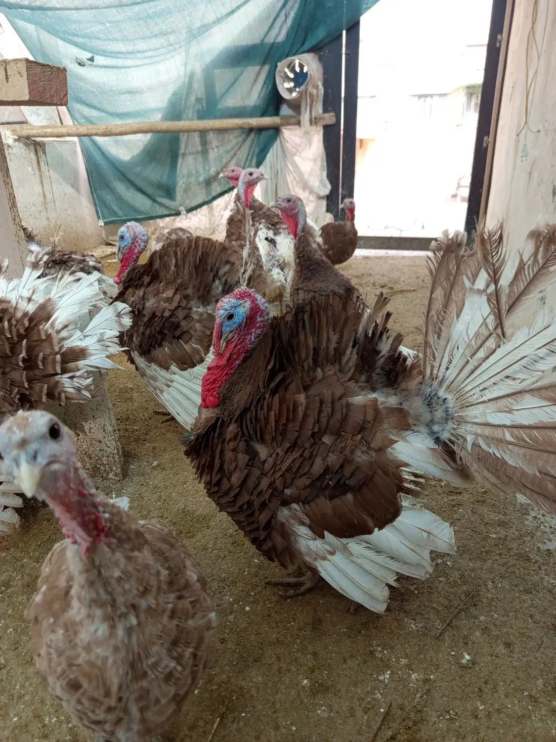 بوقلمون بوربون|حیوانات مزرعه|تهران, افسریه شمالی|دیوار