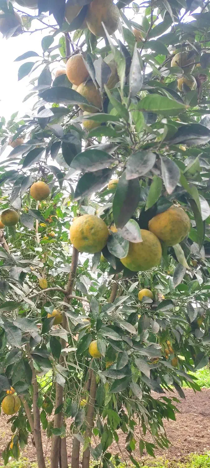 نارنج محلی آبدار|خوردنی و آشامیدنی|طاهرگوراب, |دیوار