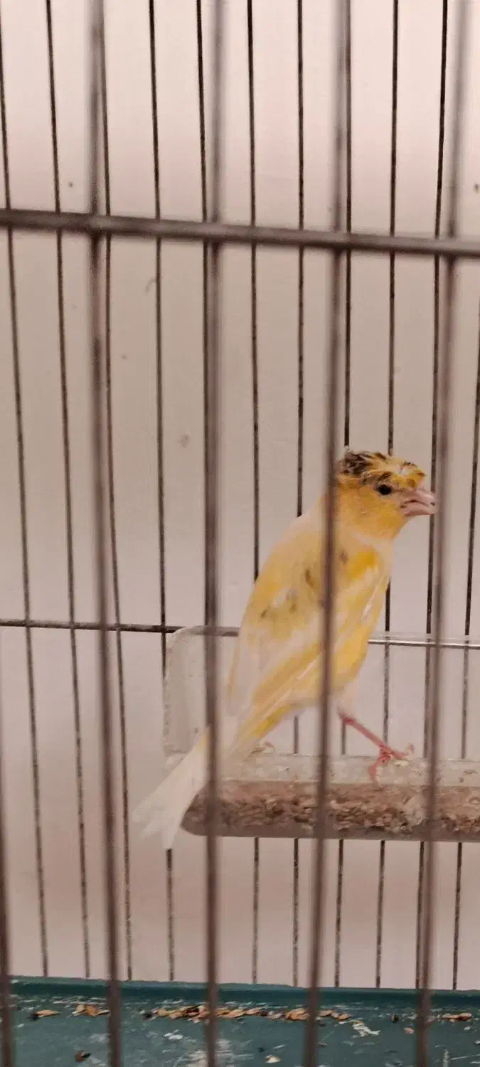 دو عدد قناری ماده زیبا وسلامت|پرنده|شاهرود, |دیوار