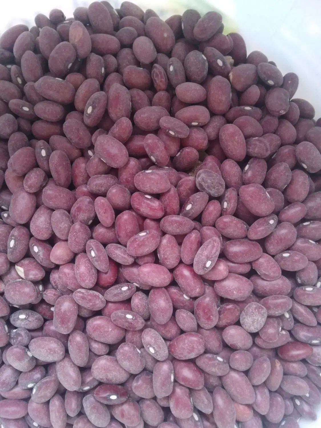 لوبیا قرمز|خوردنی و آشامیدنی|کرج, حسن آباد|دیوار