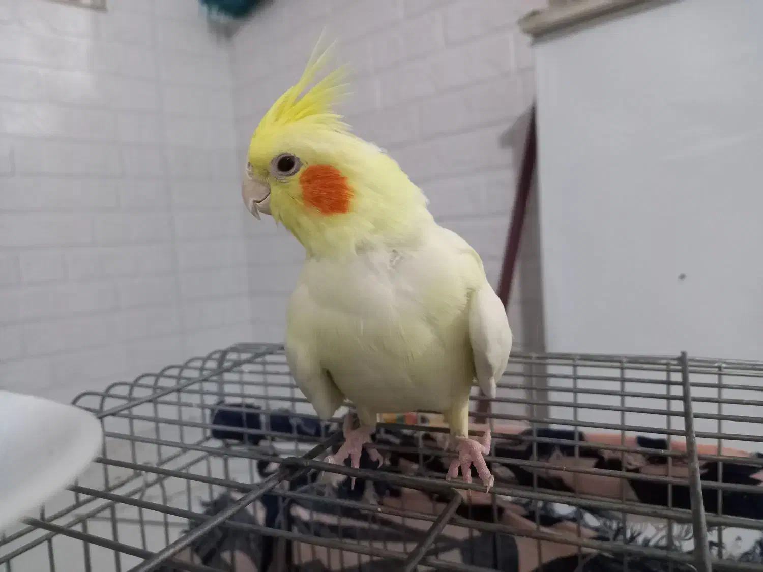 پرنده|پرنده|خمین, |دیوار